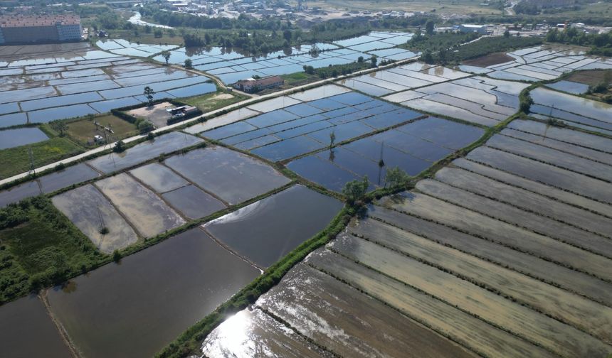 Düzce'de coğrafi işaretli Konuralp pirincinin ekimi yapıldı