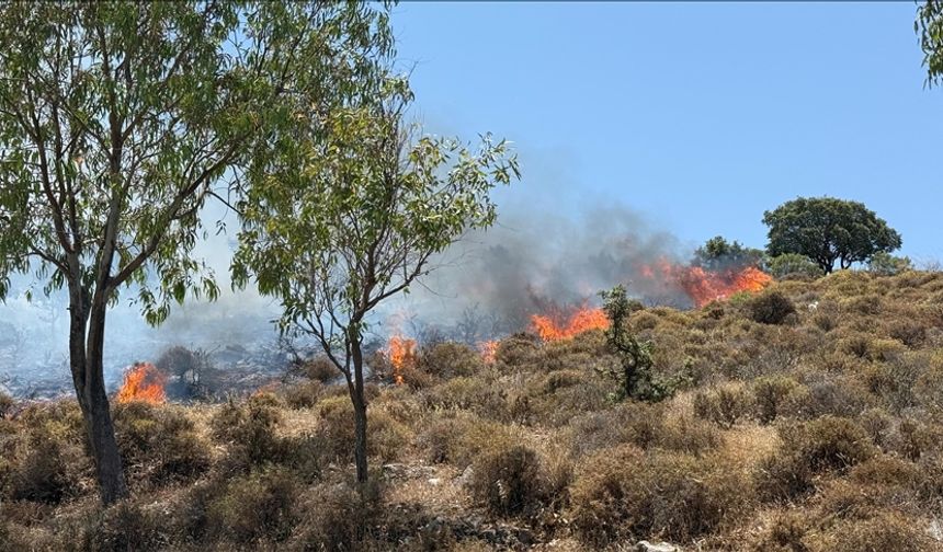 Bodrum'da makilik ve otluk alanda çıkan yangına müdahale ediliyor