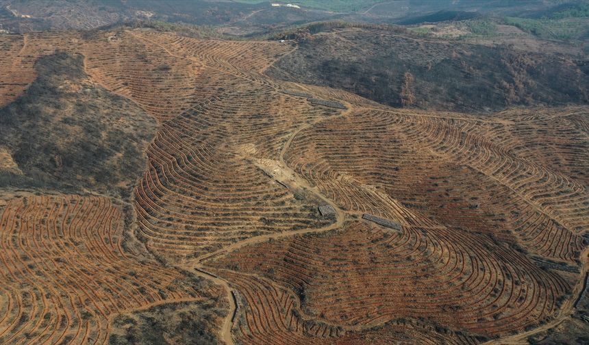 Bursa'da 3 milyon 250 bin fidan toprakla buluşacak