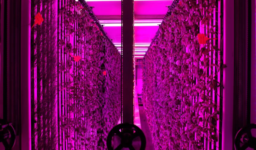 İGSAŞ ve Yeditepe Üniversitesi'nden dikey tarım alanında işbirliği