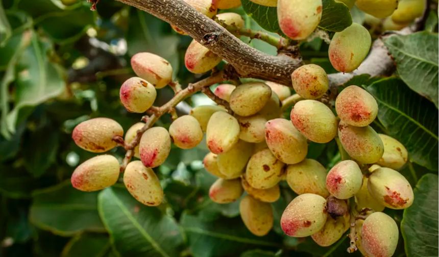 Kar yağışı “yeşil altın” için bereketi artırdı
