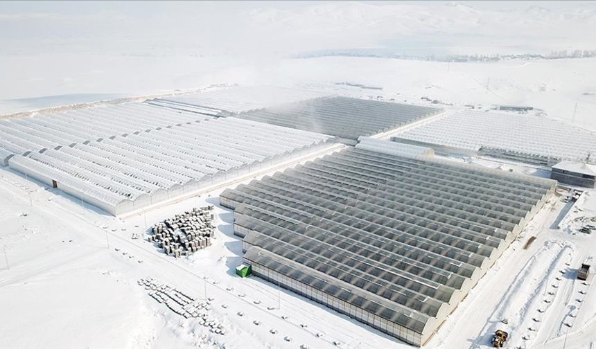 Dondurucu Soğuklara Rağmen Ağrı’da Jeotermal Seralarda Yıl Boyu Domates Hasadı